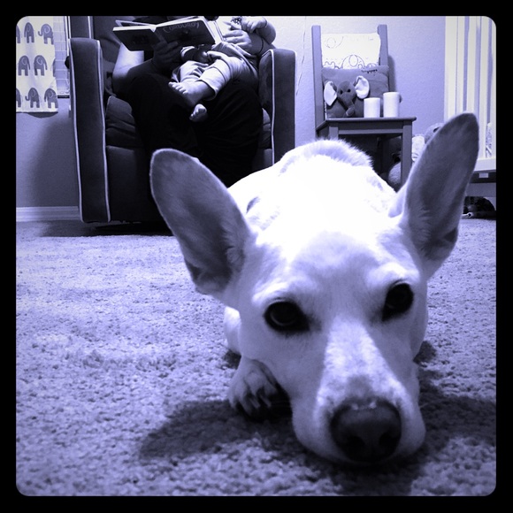 Dulci 🐶 needs back surgery! Update! - Picture 1 of 1